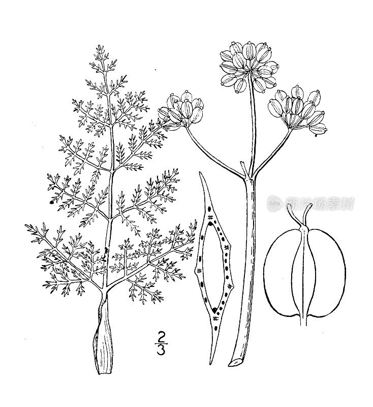 古植物学植物插图:Peucedanum foeniculaceum，茴香叶欧芹